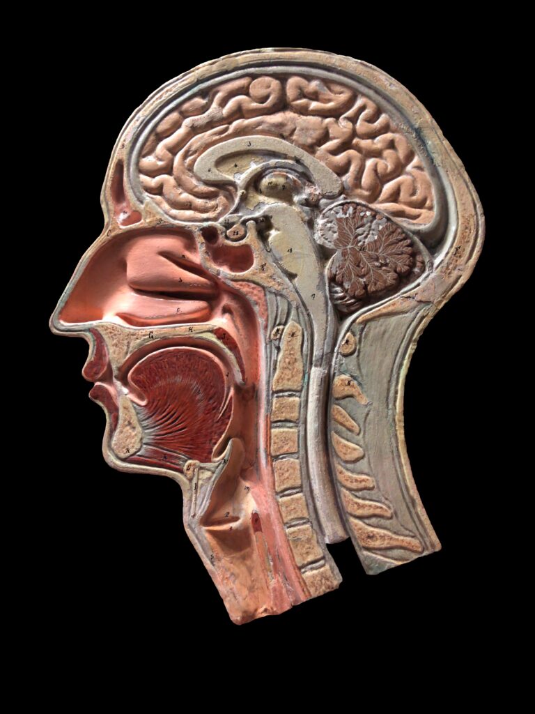 Nefes Almakta Güçlük Mü Çekiyorsunuz? Burun Eti Büyümesi Tedavisi ile Rahatlayın 14 victorian anatomy model 2025 03 18 14 51 59 utc