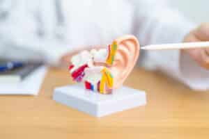 Kulak Tıkanıklığı Nedir? Belirtileri, Nedenleri ve Tedavi Yöntemleri 3 doctor with human ear anatomy model ear disease 2025 03 08 00 04 59 utc